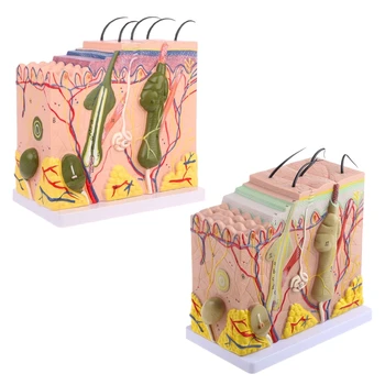 Človeško Kožo Modela Blok Razširjeni Plastičnih Anatomski Anatomijo Medicinske Učni Pripomoček Dropship